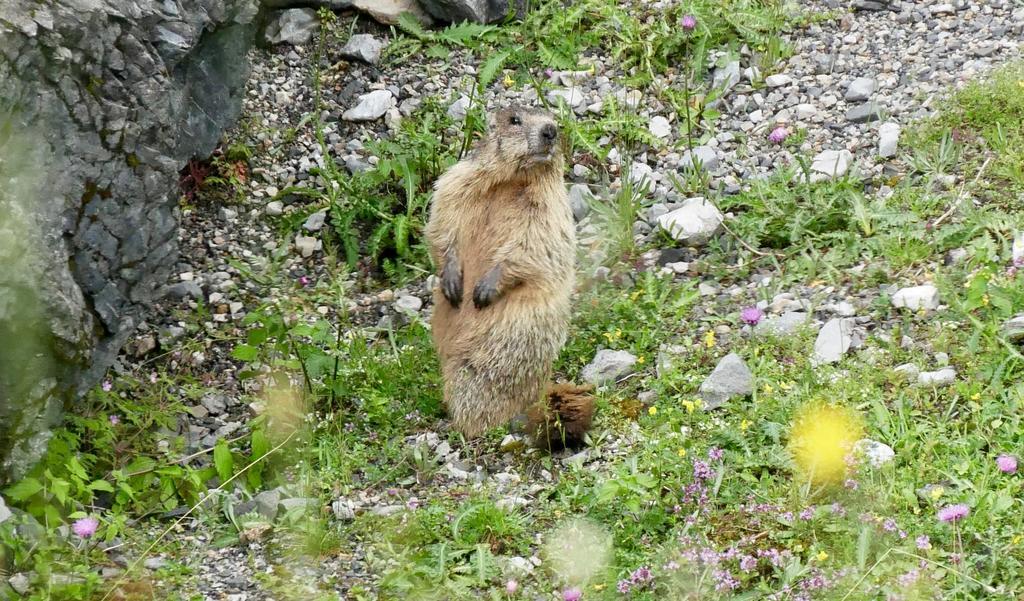 Landhaus Rieding Lägenhet Mühlbach am Hochkönig Exteriör bild