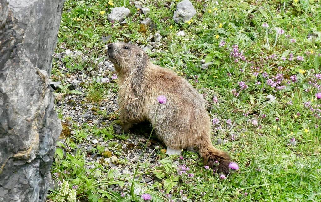 Landhaus Rieding Lägenhet Mühlbach am Hochkönig Exteriör bild