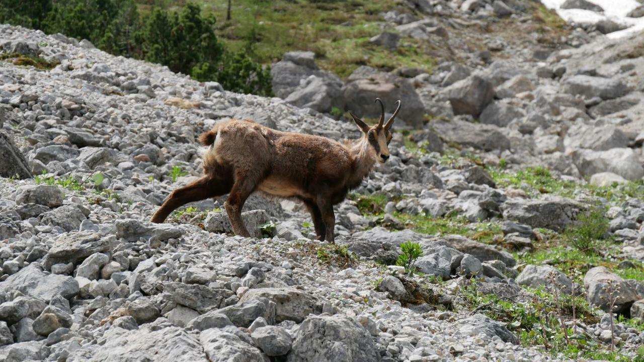 Landhaus Rieding Lägenhet Mühlbach am Hochkönig Exteriör bild